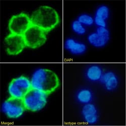 Invitrogen CD19 Chimeric Recombinant Rabbit Monoclonal Antibody (CAT-13.1E10)
