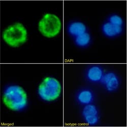 Invitrogen CD41 Chimeric Recombinant Rabbit Monoclonal Antibody (BAG 75E5) 200 &mu;g | Buy Online | Invitrogen&trade; | Fisher Scientific