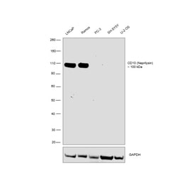 Invitrogen CD10 Recombinant Mouse Monoclonal Antibody (FR4D11) 200 &mu;g;