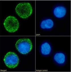 Invitrogen CD10 Chimeric Recombinant Rabbit Monoclonal Antibody (FR4D11)