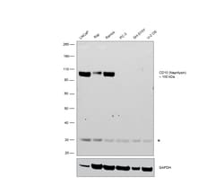 Invitrogen CD10 Chimeric Recombinant Rabbit Monoclonal Antibody (FR4D11)