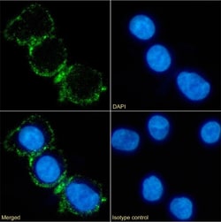 Invitrogen CD37 Chimeric Recombinant Rabbit Monoclonal Antibody (IPO-24