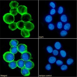 Invitrogen CD43 Chimeric Recombinant Rabbit Monoclonal Antibody (84-3C1)