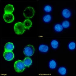 Invitrogen CD53 Chimeric Recombinant Rabbit Monoclonal Antibody (161-2