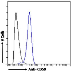 CD59 Chimeric Recombinant Rabbit Monoclonal Antibody (193-27):Antibodies,