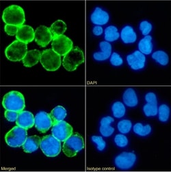 CD59 Chimeric Recombinant Rabbit Monoclonal Antibody (193-27):Antibodies,