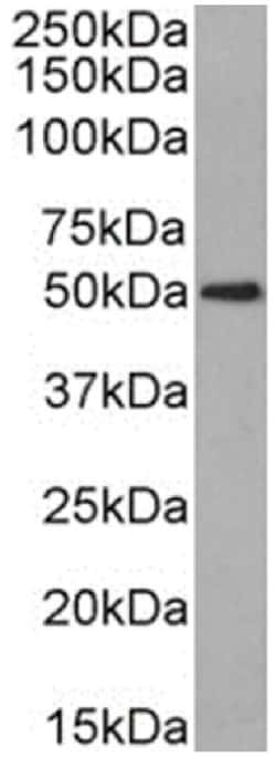 Invitrogen CD63 Chimeric Recombinant Rabbit Monoclonal Antibody (NK-1-C3)