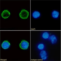 Invitrogen CD4 Chimeric Recombinant Rabbit Monoclonal Antibody (EDU-2 (B486))