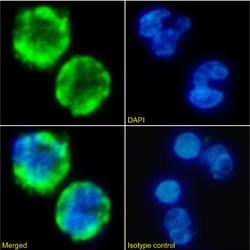Invitrogen VCAM-1 (CD106) Chimeric Recombinant Rabbit Monoclonal Antibody