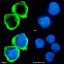 Invitrogen B7-H6 Chimeric Recombinant Rabbit Monoclonal Antibody (17B1.3)