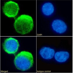 Invitrogen C5AR1 Chimeric Recombinant Rabbit Monoclonal Antibody (S5/1)