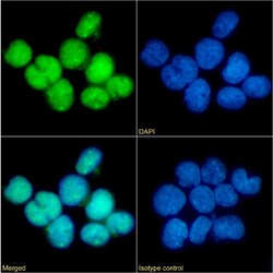 Invitrogen Phospho-CCR5 (Ser349) Chimeric Recombinant Rabbit Monoclonal