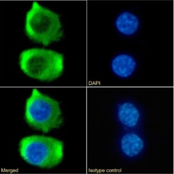 Invitrogen CCR9 Chimeric Recombinant Rabbit Monoclonal Antibody (9B1) 200