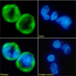 CXCR1 Chimeric Recombinant Rabbit Monoclonal Antibody (SE2):Antibodies,