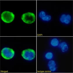 Invitrogen CXCR2 Chimeric Recombinant Rabbit Monoclonal Antibody (HC2)