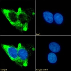 Invitrogen beta-2 Adrenergic Receptor Chimeric Recombinant Rabbit Monoclonal