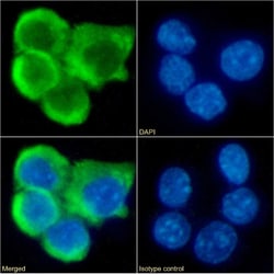 Invitrogen CCR7 Chimeric Recombinant Rabbit Monoclonal Antibody (4B12)