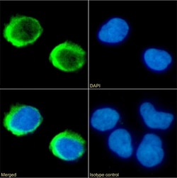 Invitrogen Toralizumab Chimeric Recombinant Rabbit Monoclonal Antibody