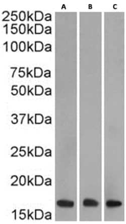 Invitrogen H3K27me3 Chimeric Recombinant Rabbit Monoclonal Antibody (BT164)