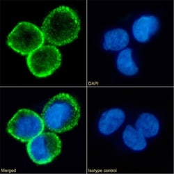 Invitrogen CD80 (B7-1) Chimeric Recombinant Rabbit Monoclonal Antibody