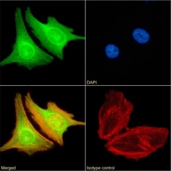 Invitrogen BRD4 Chimeric Recombinant Rabbit Monoclonal Antibody (RAB-C131)