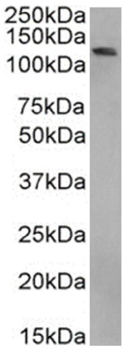Invitrogen BRD4 Chimeric Recombinant Rabbit Monoclonal Antibody (RAB-C131)