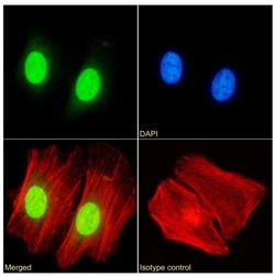 Invitrogen HP1 alpha Chimeric Recombinant Rabbit Monoclonal Antibody (RAB-C133)