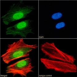 Invitrogen HP1 beta Chimeric Recombinant Rabbit Monoclonal Antibody (RAB-C145)