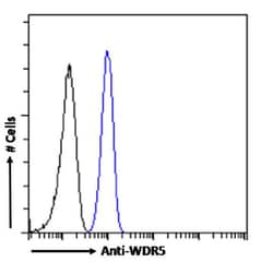 Invitrogen WDR5 Chimeric Recombinant Rabbit Monoclonal Antibody (RAB-C223)