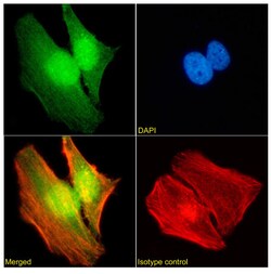Invitrogen WDR5 Chimeric Recombinant Rabbit Monoclonal Antibody (RAB-C223)