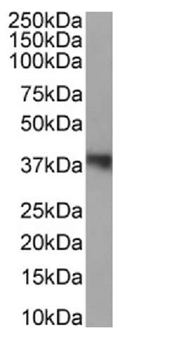 Invitrogen WDR5 Chimeric Recombinant Rabbit Monoclonal Antibody (RAB-C223)