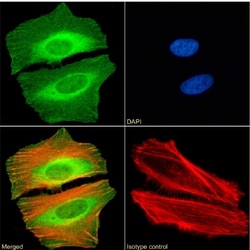 Invitrogen CBX2 Chimeric Recombinant Rabbit Monoclonal Antibody (RAB-C238)