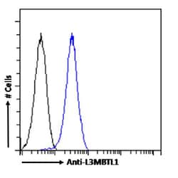 Invitrogen L3MBTL1 Chimeric Recombinant Rabbit Monoclonal Antibody (RAB-C213)