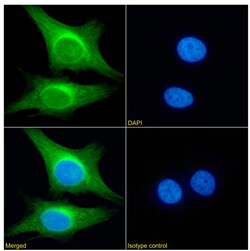 Invitrogen PRDM4 Chimeric Recombinant Rabbit Monoclonal Antibody (RAB-C367)