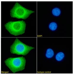 Invitrogen PRDM9 Chimeric Recombinant Rabbit Monoclonal Antibody (RAB-C370)
