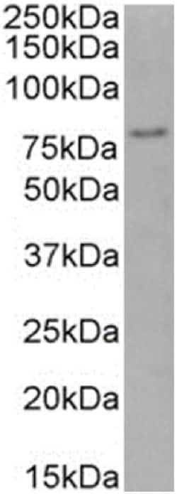 Invitrogen FOXP4 Chimeric Recombinant Rabbit Monoclonal Antibody (RAB-S40)