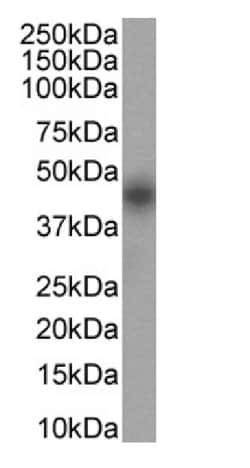 Invitrogen CD25 Chimeric Recombinant Rabbit Monoclonal Antibody (2E4) 200