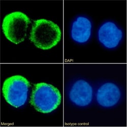 Invitrogen CD37 Chimeric Recombinant Rabbit Monoclonal Antibody (G28-1)