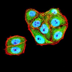 Invitrogen&trade;&nbsp;MR1 Monoclonal Antibody (6A5B2)