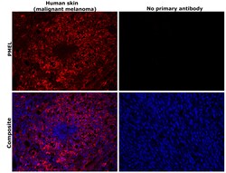 Invitrogen PMEL Monoclonal Antibody (1D4A5) 100 &mu;g; Unconjugated:Antibodies,