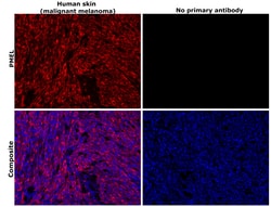 Invitrogen PMEL Monoclonal Antibody (1D4A5) 100 &mu;g; Unconjugated:Antibodies,