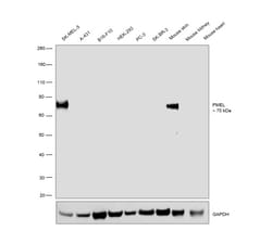 Invitrogen PMEL Monoclonal Antibody (1D4A5) 100 &mu;g; Unconjugated:Antibodies,