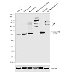 Connexin 43 Recombinant Rabbit Monoclonal Antibody (PSH0-32), Invitrogen