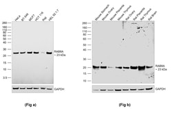 Invitrogen RAB8A Recombinant Rabbit Monoclonal Antibody (JE64-79) 100 &mu;L | Buy Online | Invitrogen&trade; | Fisher Scientific