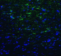 Invitrogen TMIGD2 Monoclonal Antibody (7A10) 100 &mu;g; Unconjugated:Antibodies,