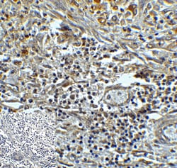 Invitrogen TMIGD2 Monoclonal Antibody (7A10) 100 &mu;g; Unconjugated:Antibodies,