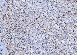 Invitrogen SP1 Monoclonal Antibody (3C4C3) 100 &mu;g; Unconjugated:Antibodies,