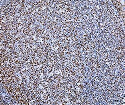 Invitrogen SP1 Monoclonal Antibody (3C4C3) 100 &mu;g; Unconjugated:Antibodies,