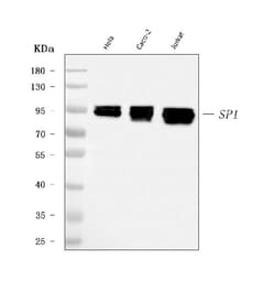Invitrogen SP1 Monoclonal Antibody (3C4C3) 100 &mu;g; Unconjugated:Antibodies,