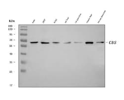 Invitrogen CBS Monoclonal Antibody (5B5D7) 100 &mu;g; Unconjugated:Antibodies,